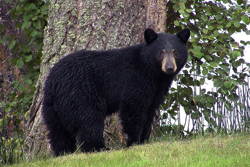 Bears in Gold Country | Gold Country Campground Resort